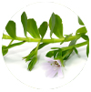 Memora Bacopa monnieri
