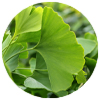 Memora Ginkgobiloba