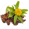 Memora Rhodiolarosea
