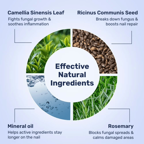 WellaNail Fungus Treatment Oil ingredients